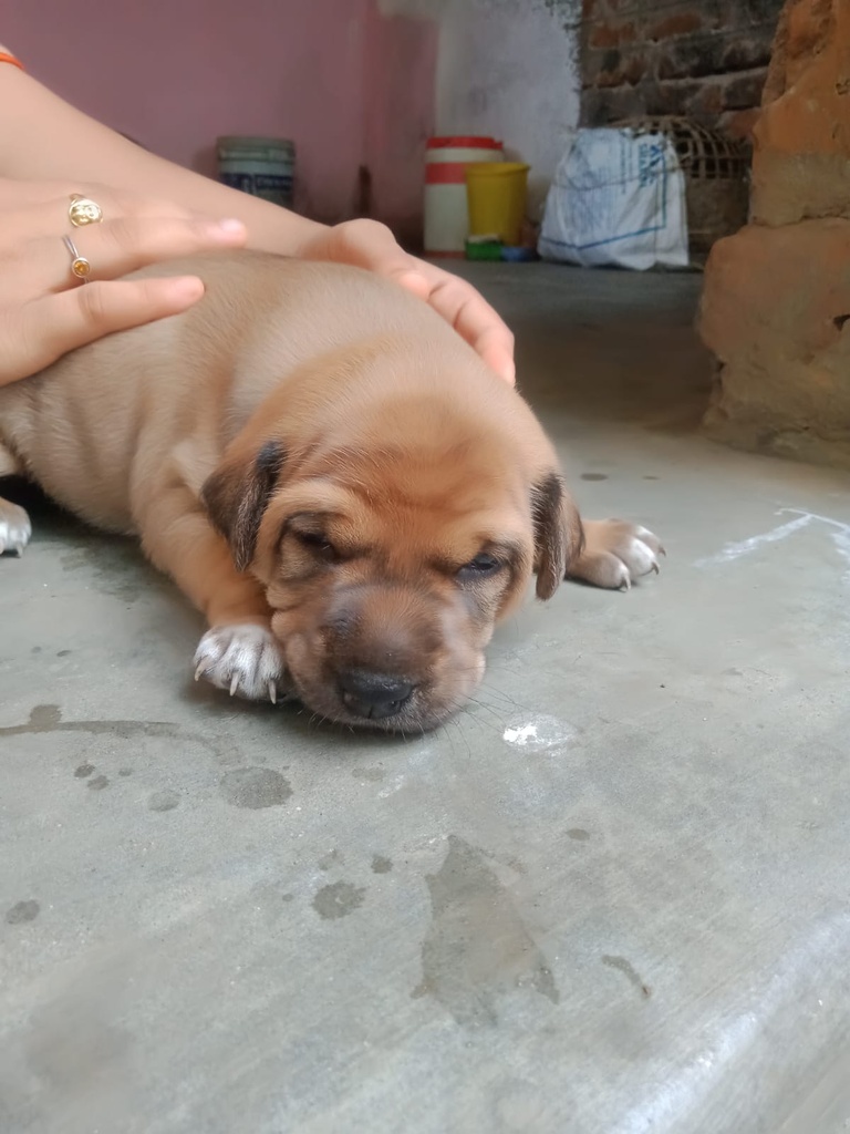 Puppy